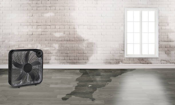 Best Water damage restoration near me  in Danville, AR